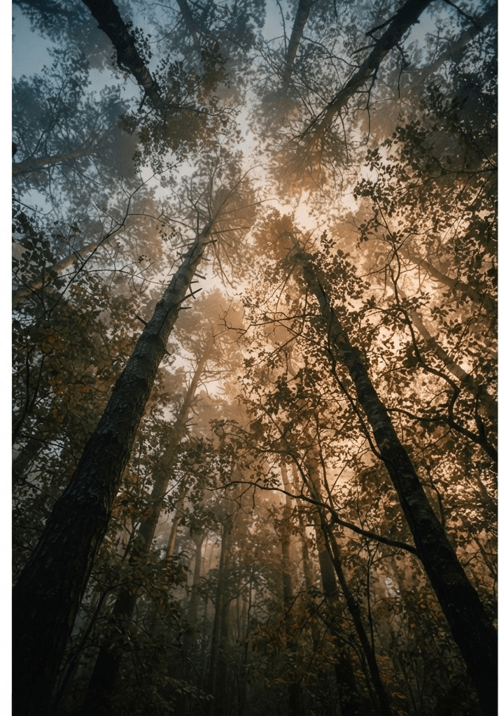 Low-angle view up through a misty forest canopy at dusk.